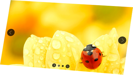 lady bug image